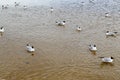 Many gulls of ducks of birds on the lake with yellow turbid water on the beach on the beach Royalty Free Stock Photo