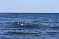 Gulls float on the Black sea water Royalty Free Stock Photo