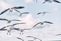 Many gulls fly in the sky. Royalty Free Stock Photo
