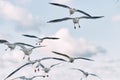 Many gulls fly in the sky. Royalty Free Stock Photo