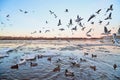 Many gulls flying over ice floes in the ice drift on the river in the evening at sunset Royalty Free Stock Photo