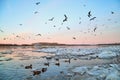 Many gulls flying over ice floes in the ice drift on the river in the evening at sunset Royalty Free Stock Photo