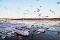 Many gulls flying over ice floes in the ice drift on the river in the evening at sunset Royalty Free Stock Photo