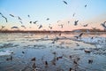 Many gulls flying over ice floes in the ice drift on the river in the evening at sunset Royalty Free Stock Photo