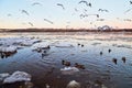 Many gulls flying over ice floes in the ice drift on the river in the evening at sunset Royalty Free Stock Photo