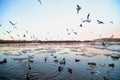 Many gulls flying over ice floes in the ice drift on the river in the evening at sunset Royalty Free Stock Photo