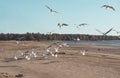 Many gulls on the sandy coast of the Gulf of Finland, a flock of birds on the beach on a Sunny day, Saint Petersburg