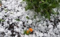 Many hail stones accumulated in a flower bed with an orange flower Royalty Free Stock Photo