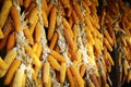 Many hanging dried corn cobs, selective focus Royalty Free Stock Photo
