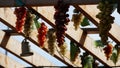 Many hanging plastic grapes