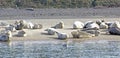 Many Happy Sea Lions Basking on Sand Bar