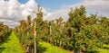 Many harvest ripe Elstar apples in a Dutch orchard Royalty Free Stock Photo