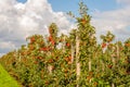 Many harvest ripe Elstar apples in a Dutch orchard Royalty Free Stock Photo