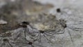 Many Harvestmen Daddy Long-legs Arachnids On Cave Ceiling Close Up