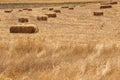 Many hay bales on the field, harvest time Royalty Free Stock Photo