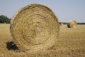 Many haycocks in the field