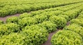 Many heads of fresh lettuce in the cultivated fields in plain Royalty Free Stock Photo