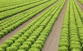 Many heads of green lettuce Royalty Free Stock Photo