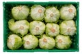 Many heads of iceberg lettuce stacked in a plastic box, harvesting, isolated Royalty Free Stock Photo