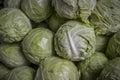 Many heads of lettuce Royalty Free Stock Photo