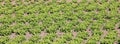 many heads of lettuce in a large field Royalty Free Stock Photo