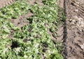 many heads of rotten lettuce in a dry field Royalty Free Stock Photo