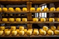 Many heads of yellow dutch cheese in wax ripen on wooden shelves in a cheese factory