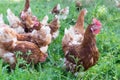 Many healthy layer hens walking in green grass on a farm Royalty Free Stock Photo
