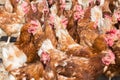 Many healthy laying hens in sunlight on a farm Royalty Free Stock Photo