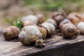 Many Helix pomatia, or Burgundy snail, Roman, edible or escargot crawls on a wooden board. The snail stuck out its antennae. Royalty Free Stock Photo