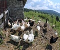 Many hens in the henhouse Royalty Free Stock Photo