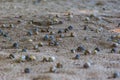 Hermit crabs on the beach, Nosibe - Madagscar