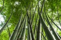 Many high bamboo stems Royalty Free Stock Photo