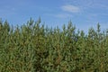 Many high green pines on the edge of a forest against the sky Royalty Free Stock Photo