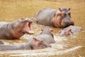 Many hippopotamus in Masai river at Masai Mara National park in Kenya, Africa. Wildlife animals Royalty Free Stock Photo