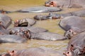 Many hippopotamus in Masai river at Masai Mara National park in Kenya, Africa. Wildlife animals Royalty Free Stock Photo