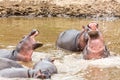 Many hippos in Masai river at Masai Mara National park in Kenya, Africa. Wildlife animals. Hippopotamus in Africa Royalty Free Stock Photo