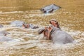 Many hippos in Masai river at Masai Mara National park in Kenya, Africa. Wildlife animals. Hippopotamus in Africa Royalty Free Stock Photo