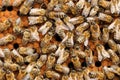 Many Honey bees in a beehive on frame