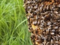 many honey bees on a honeycomb