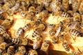 Many honey bees are team working