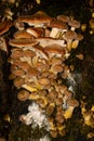 Many honey mushrooms growing tree stump, also called Armillaria ostoyae or dunkler hallimasch