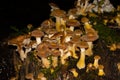 Many honey mushrooms growing tree stump, also called Armillaria ostoyae or dunkler hallimasch