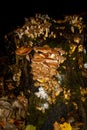 Many honey mushrooms growing tree stump, also called Armillaria ostoyae or dunkler hallimasch