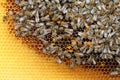 Many honeybees