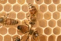 Many honeybees tending to their honeycombs.