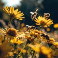 many honeybees are in between yellow flowers