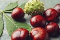 Many horse chestnuts and leaf on blue wooden table, closeup Royalty Free Stock Photo