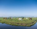 many horses in green grassy meadow and distant farm in holland under blue sky on summer morning Royalty Free Stock Photo