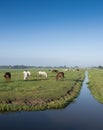 many horses in green grassy meadow and distant farm in holland under blue sky on summer morning Royalty Free Stock Photo